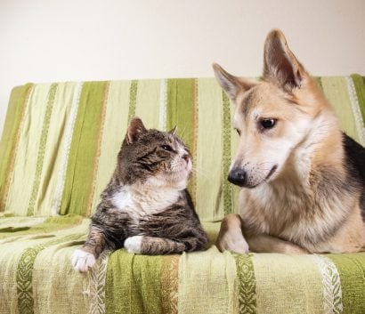 Perro y gato en el sofá de una casa