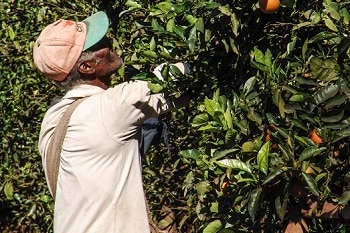 Image of a citrus harvester working