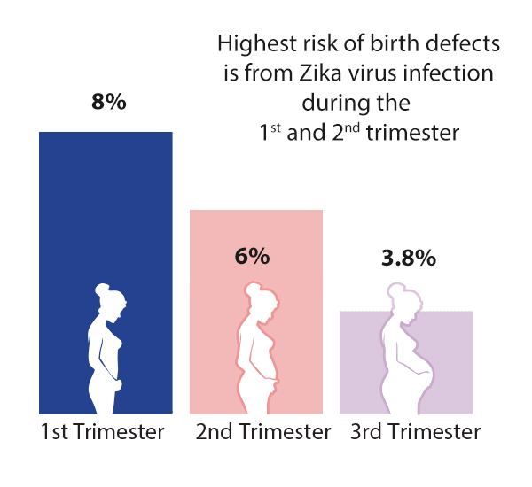 Bar chart showing higher risk of zika related birth defects when mothers were infected with Zika virus during the first trimester and second trimester. 8 percent during the first trimester. 6 percent during second and 3.8 percent during the third trimester.