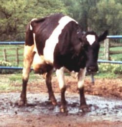 Cattle such as the one pictured here, which are affected by BSE experience progressive degeneration of the nervous system.