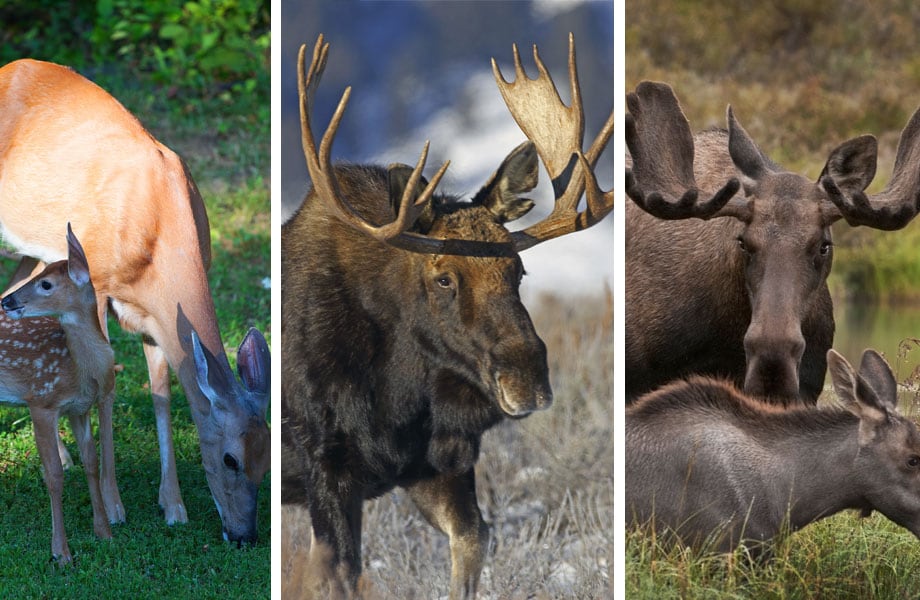Images of deer, moose, elk- some of the known carriers of CWD are mule deer, white-tailed deer, elk, and moose.