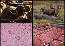 Images of a cow, an elk, slide of CJD affecting the brain, and a case of beef products.