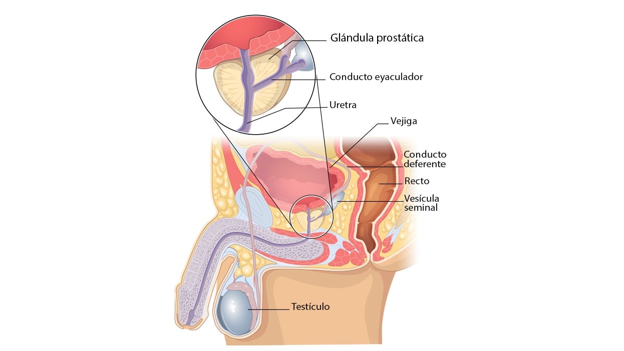 Diagrama muestra la localización de la próstata.