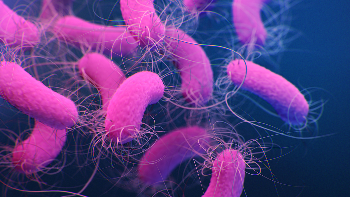 Pseudomonas Aeruginosa Urease About Pseudomonas aeruginosa | P. aeruginosa | CDC