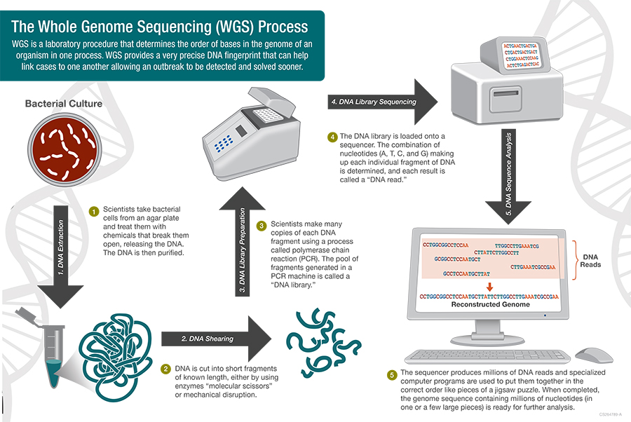 Whole Genome Sequencing Process - WGS is a laboratory procedure that determines the order of bases in the genome of an organism in one process.