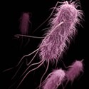 E. coli  O157 and other Shiga toxin-producing E. coli