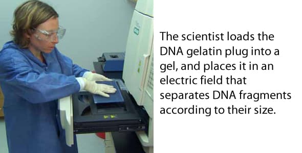 The scientist loads the DNA gelatin plug into a gel, and places it in an electric field that separates DNA fragments according to their size.
