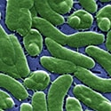 <em>Vibrio parahaemolyticus</em>