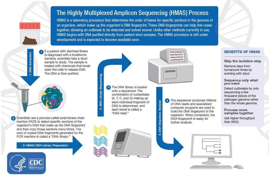 Highly multiplexed amplicon sequencing -  HMAS is a laboratory procedure that allows scientists to shorten the time it takes to identify the DNA of harmful bacteria causing people to get sick but isolating it directly from a patients stool.
