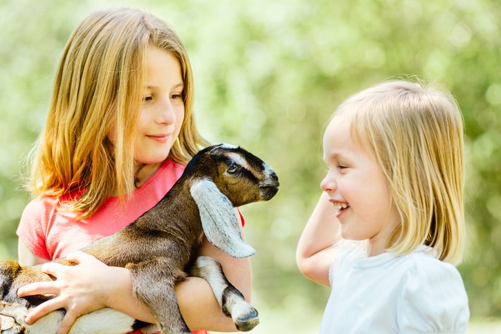 Two girls holding a baby goat