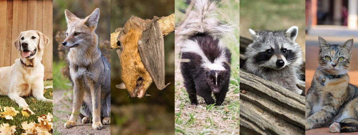 Rabies vectors include dogs, foxes, bats, skunks, racoons, and cats.