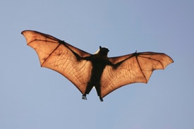 Avoid risk of rabies from bats | Rabies | CDC