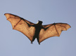 Bat Collection Cdc Preventing Rabies from Bats | Rabies | CDC