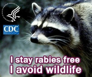 I stay rabies free. I avoid wildlife.
