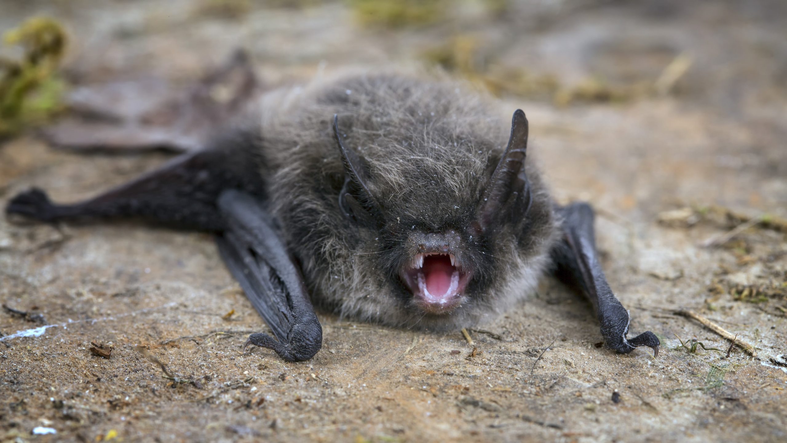 Bat Collection Cdc Preventing Rabies from Bats | Rabies | CDC
