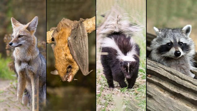 About Rabies | Rabies | CDC