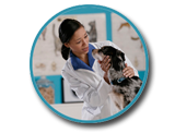 Woman veterinarian examining a dog