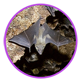 Bat hanging on the roof of a cave