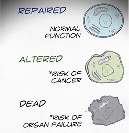 An illustration of three different effects of radiation on cells. When a cell is damaged by radiation it may become repaired, altered, or dead.