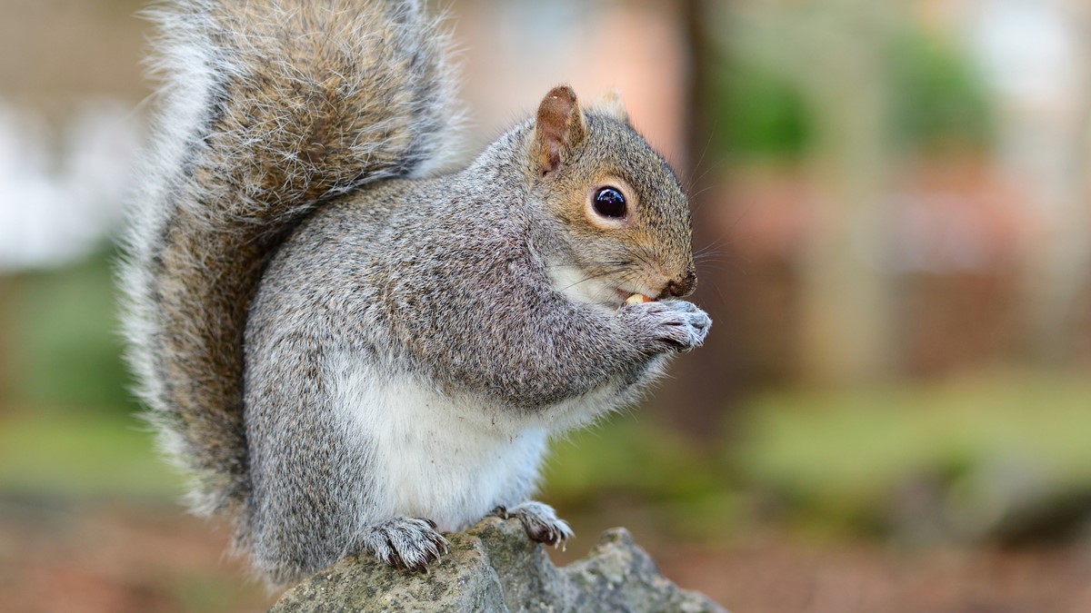 Image of a chipmunk