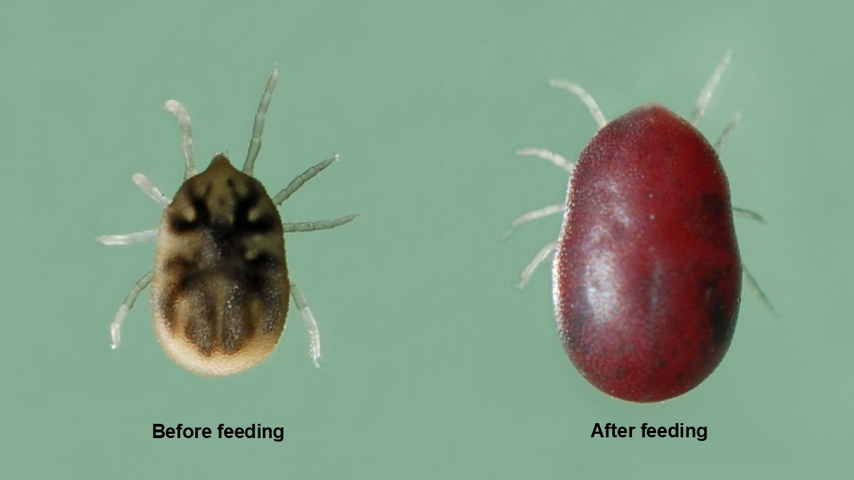 O. hermsi before and after feeding