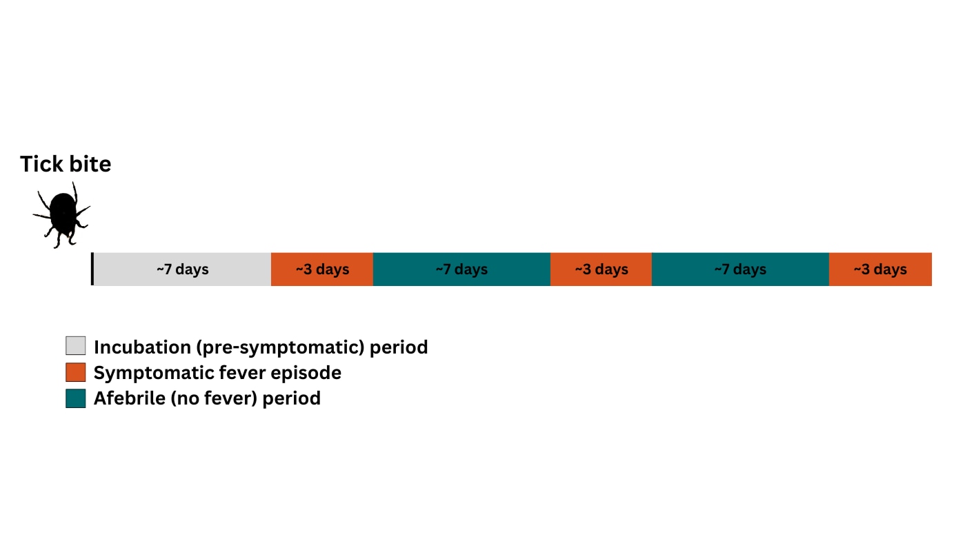 Relapsing fever is characterized by an incubation period of roughly one week, followed by an episode of fever lasting several days, followed by an interval without fever. This process can recur from 1 to 4 times if untreated.