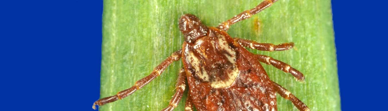 Close up image of an American Dog Tick.