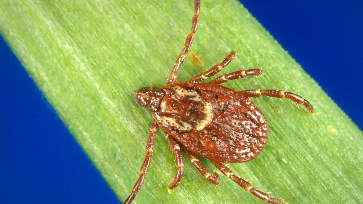 About Rocky Mountain Spotted Fever | Rocky Mountain Spotted Fever (RMSF ...