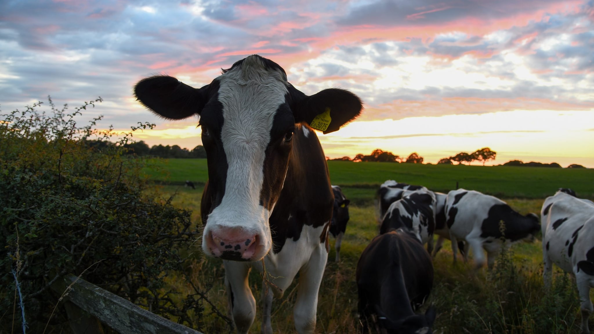 Cow at Sundown
