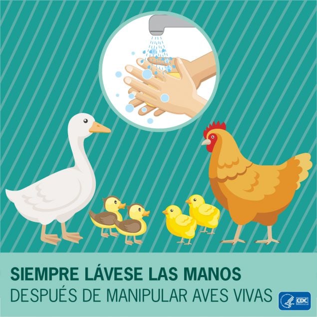 Siempre lavese las manos despues de manipular aves vivas