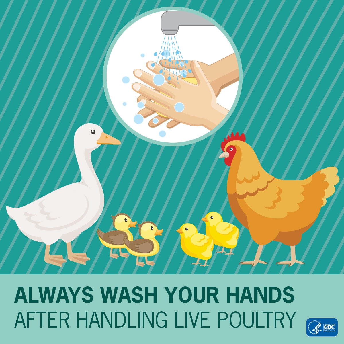 Infographic with baby chickens on it reading Always wash your hands after handling live poultry.