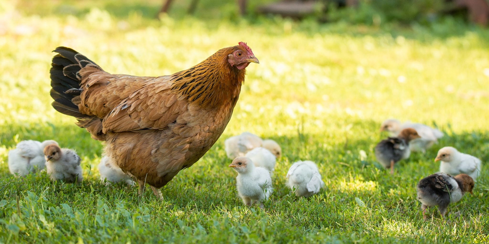  CDC: Salmonella Outbreaks Linked to Backyard Poultry 