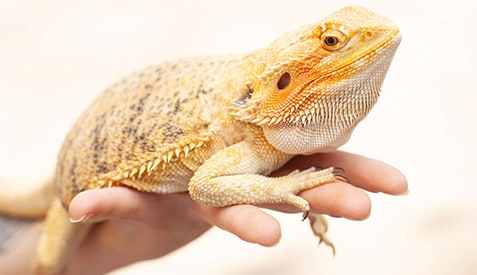 Person holding a pet bearded dragon.
