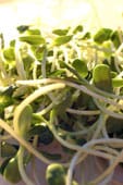 a bushel of alfalfa sprouts