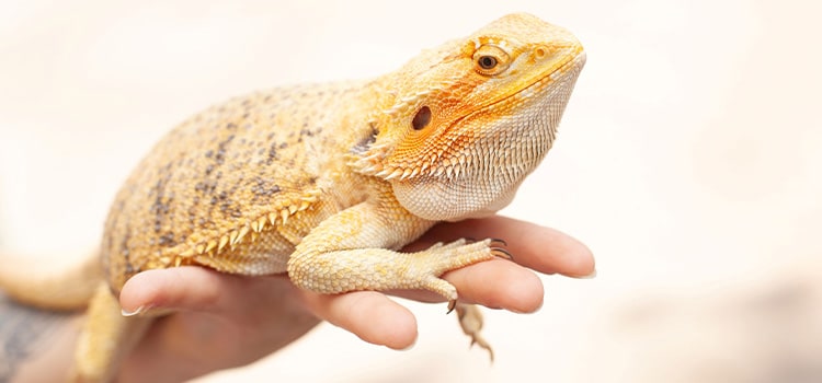 Person holding a pet bearded dragon.