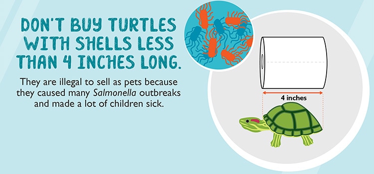 Don't buy turtles with shells less than 4 inches long