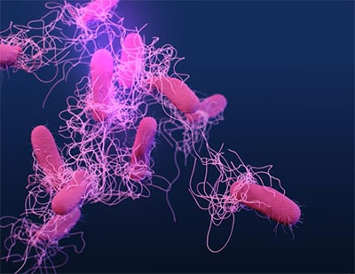 Close up of Salmonella bacteria