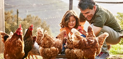 father and daughter kneeling around chickens