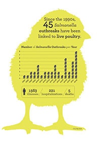 Image of live poultry infographic.