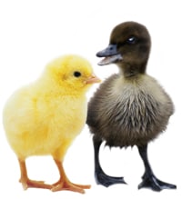 Image of duckling and a chick.