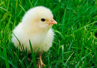 Image of baby chick