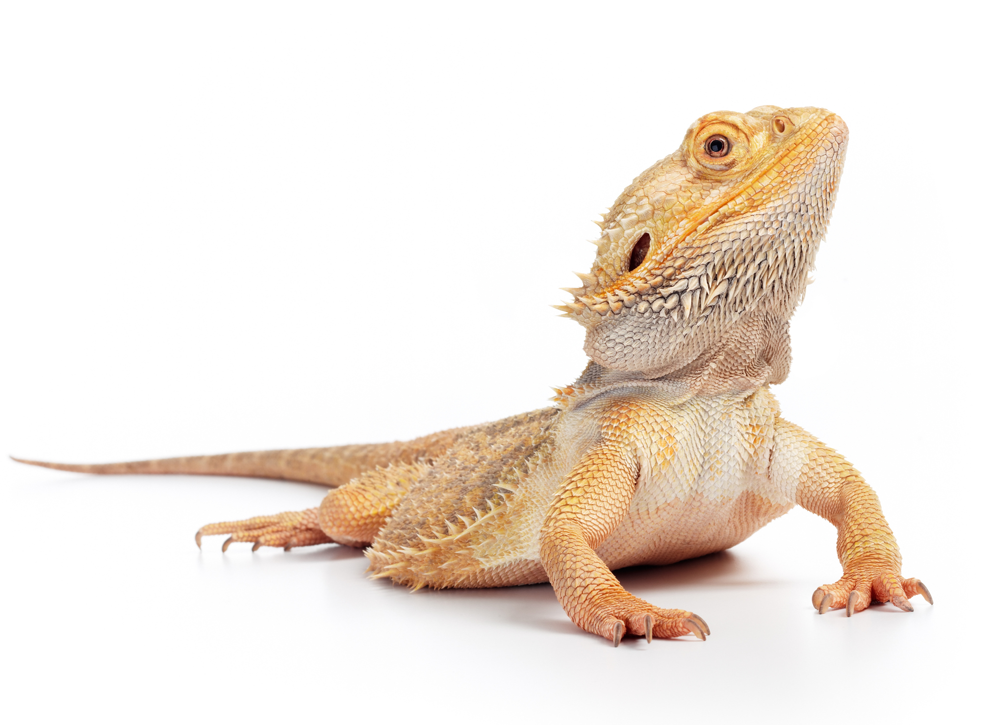 Salmonella Outbreak Linked to Pet Bearded Dragons January 2022