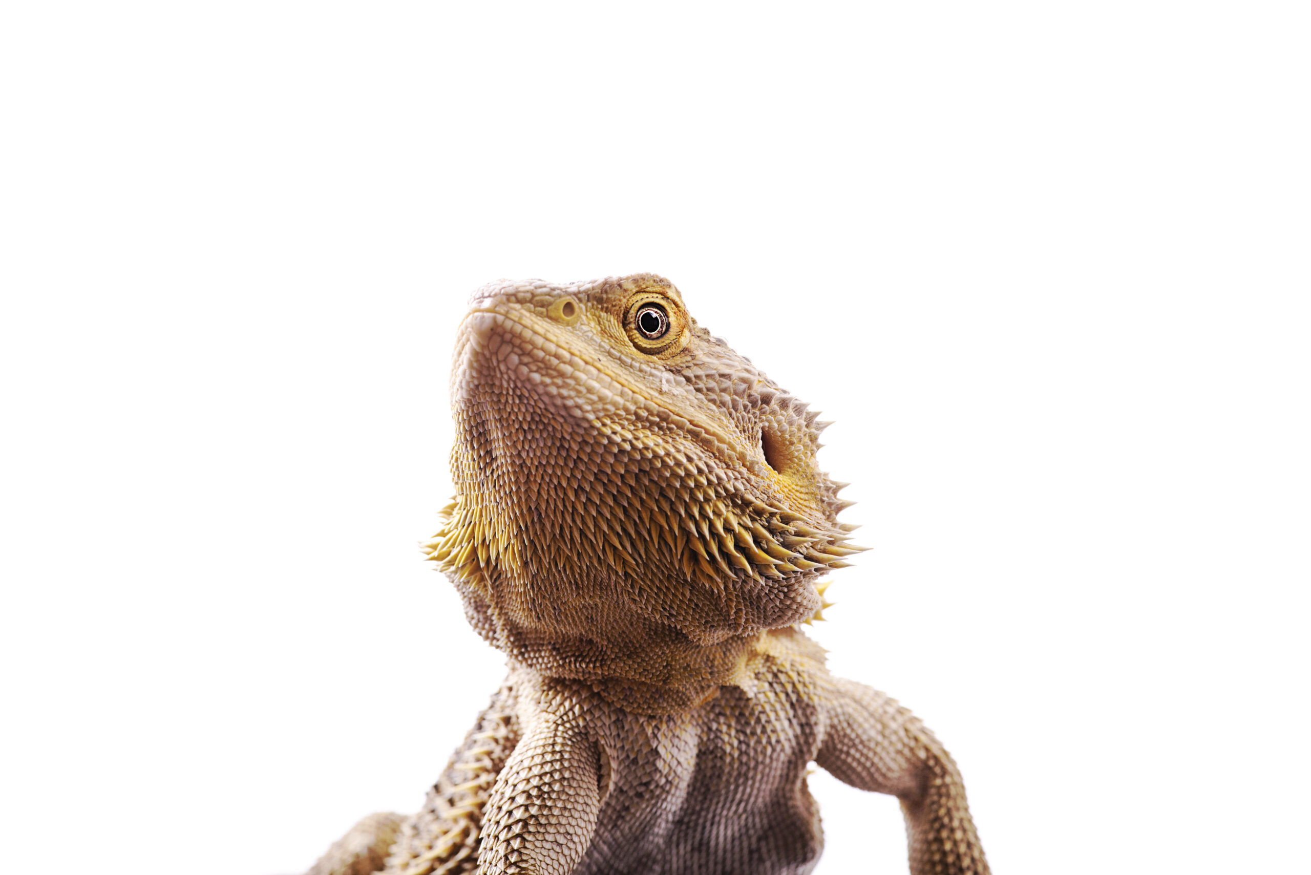 front view of bearded dragon