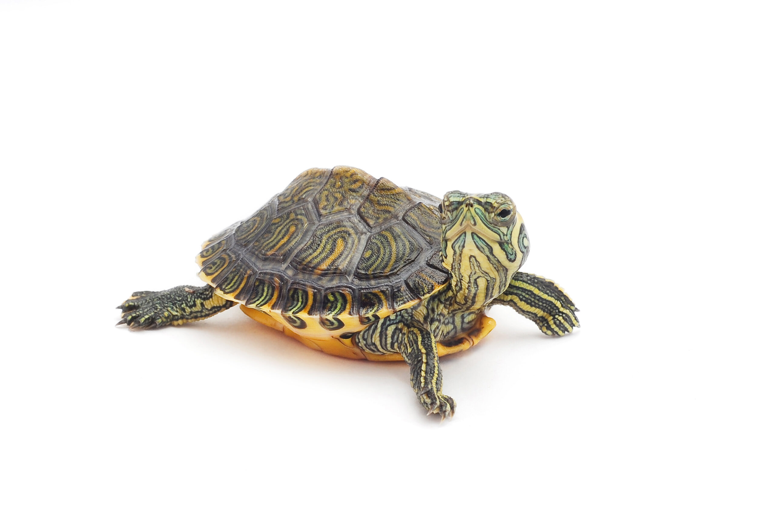 Pet turtle with a white background