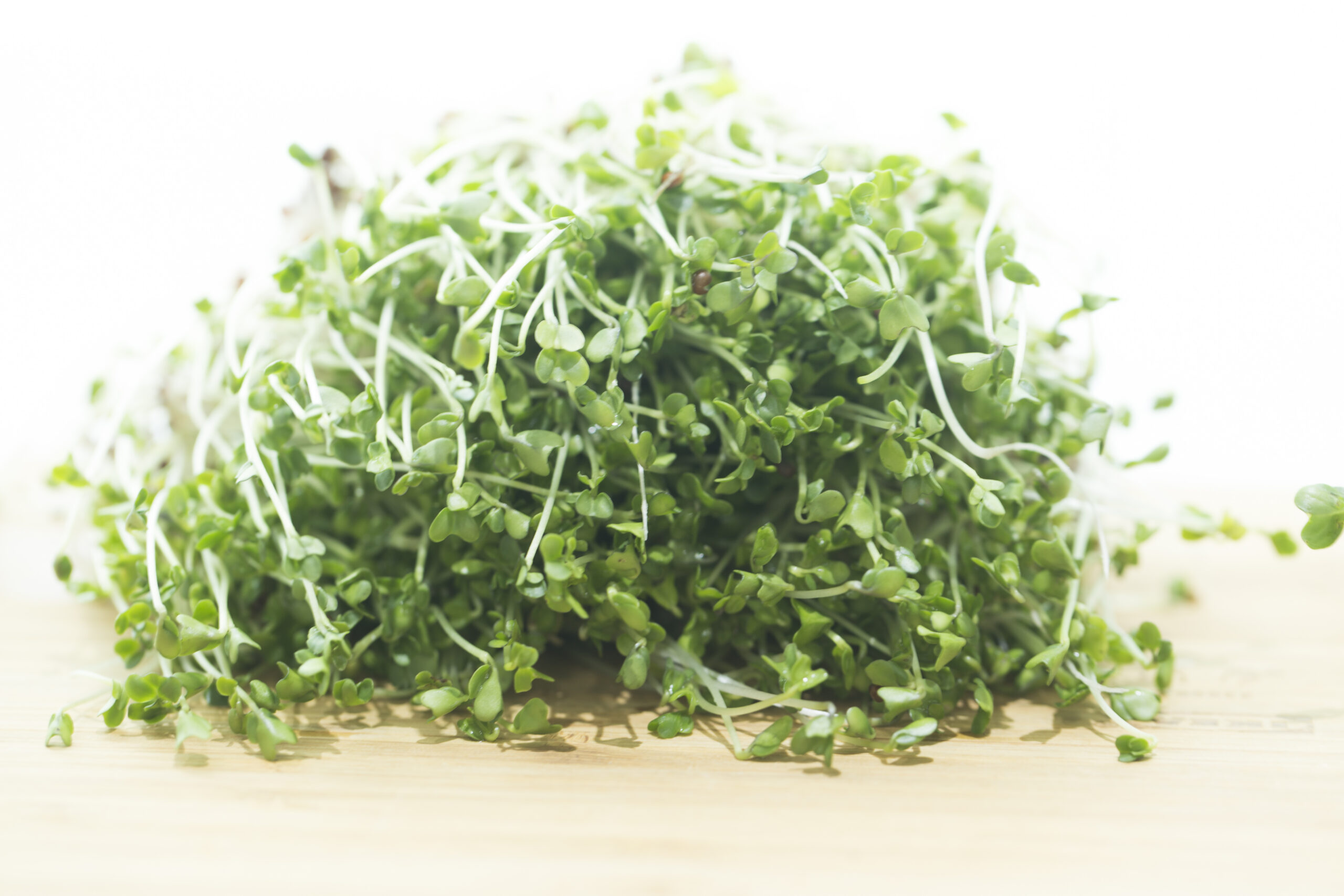 Broccoli sprouts on white background