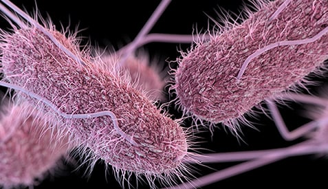  CDC: Salmonella Outbreak with Unknown Food Source 