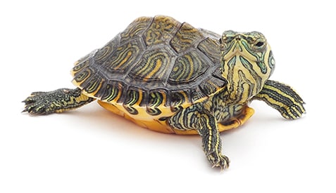 Salmonella Outbreak Linked to Small Turtles | CDC