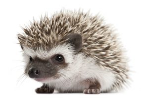 Photo of a hedgehog.