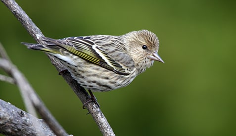 Photo of a wild songbird.