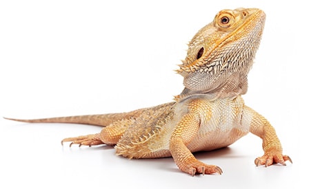Bearded dragon on a white background